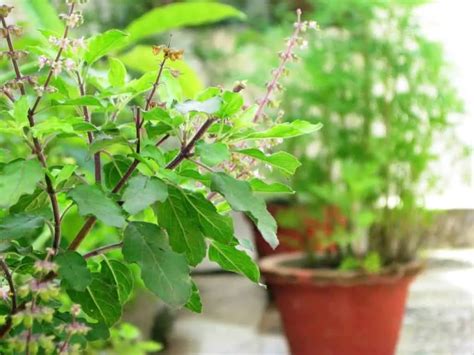 Top 10 Medicinal Plants For Indian Homes Herb Plants