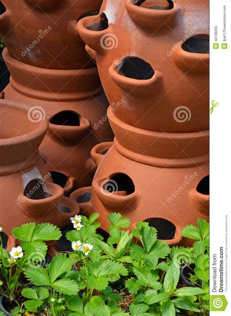 Clay Pots And Strawberry Plants Stock Image Image Of Pottery