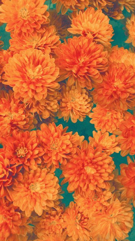 Orange Aesthetic Marigold Wallpaper Download Mobcup