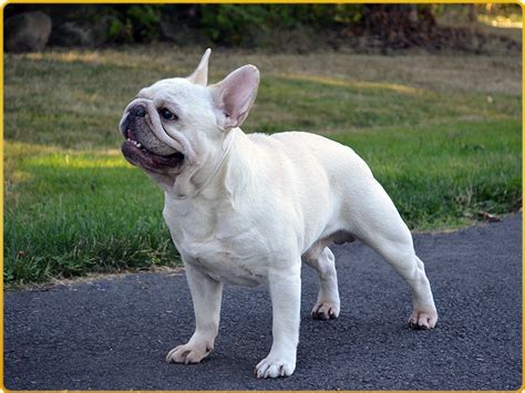 Adopting a french bulldog from french bulldog rescue in canada is one of the best ways to add a new best friend to your life. Amberbull French Bulldogs Vancouver, BC | Canadian Kennel ...