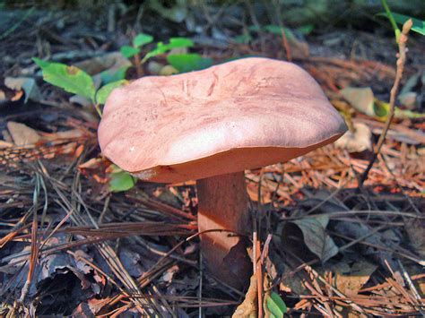 Magic Mushrooms In Georgia