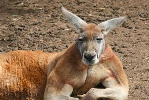 Kangaroo Grapples Rear Naked Chokes Woman