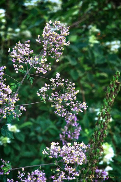 Thalictrum Rochebrunianum Lavender Mist Shade Garden Seasonal