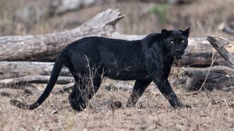 Animal Black Panthers