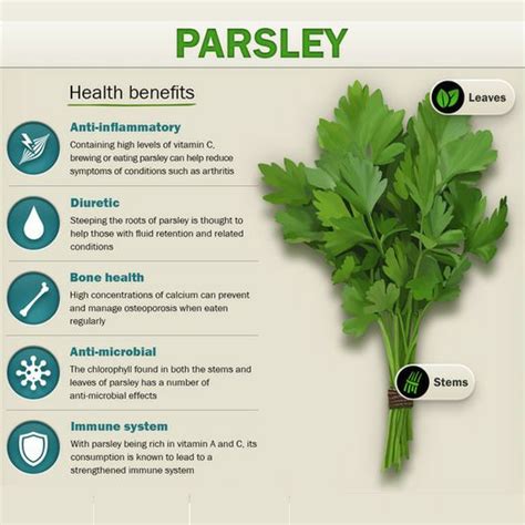 Health Benefits Of Parsley