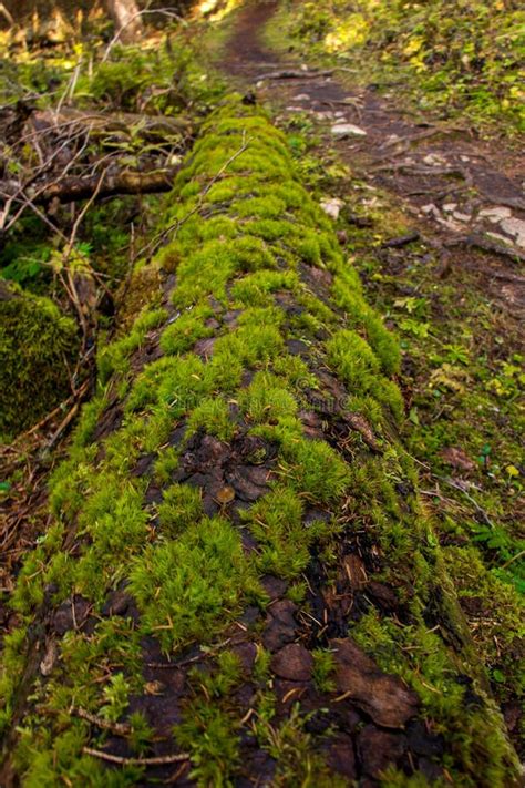 Fallen Larch Tree Covered In Moss Close Up Stock Photo Image Of