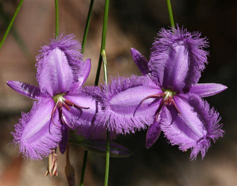 25 Beautiful Australian Wildflowers in 2020 | Australian wildflowers, Wild flowers, Australian ...