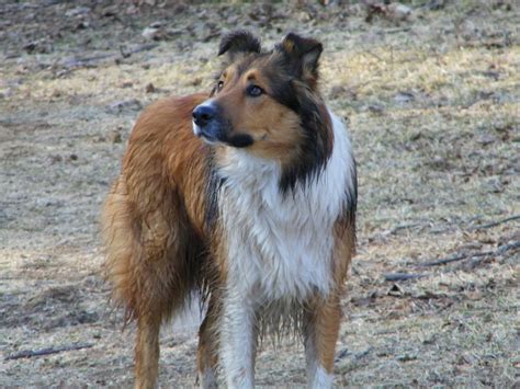 Pin On Old Time Scotch Colliesfarm Collies