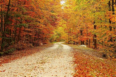 E' arrivato l'autunno ... Foto % Immagini| paesaggi, boschi e foreste ...