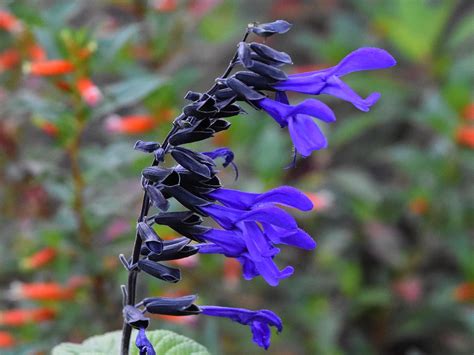 Choose Annual Perennial Salvias For Summer Beauty Mississippi State