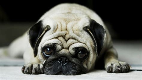 Wallpaper helps you change the entire look and feel of any room easily and affordably. 50 Free HD Dog Wallpapers