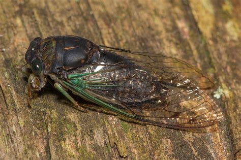 Cicadas 2024 Maryland Usa Cinda Sorcha