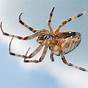 Are There Poisonous Spiders In Wisconsin