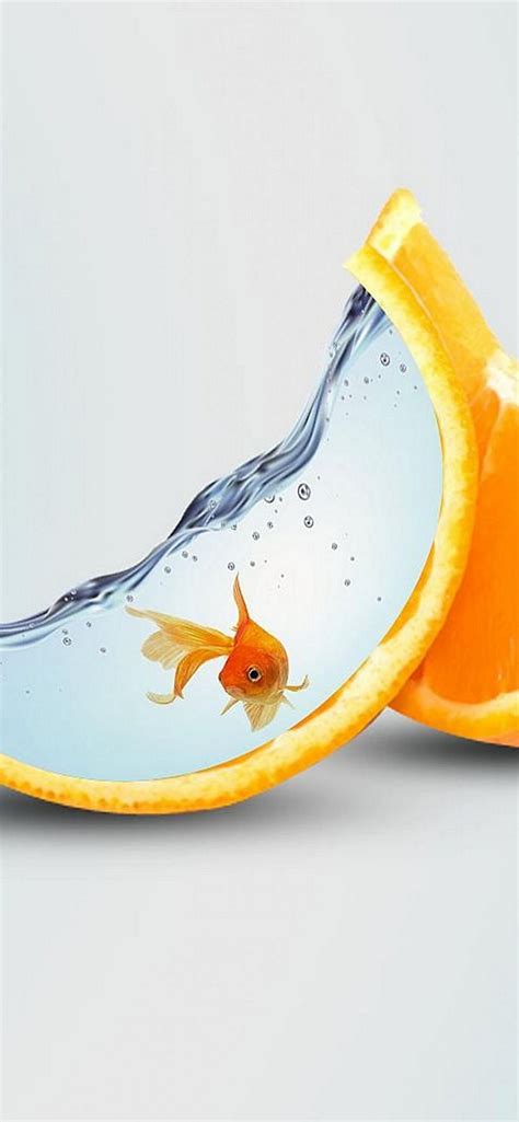 Best Goldfish Iphone Hd Wallpapers Ilikewallpaper