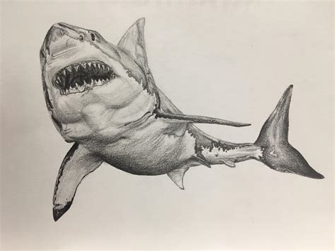 Shark Drawing Rdrawing