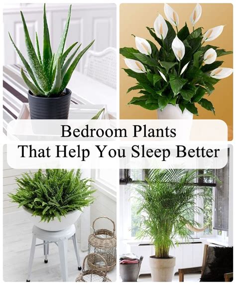 Bedroom Plants That Help You Sleep Better ~