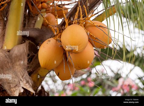 Coco Palm Tree With Yellow Nut Stock Photo Alamy