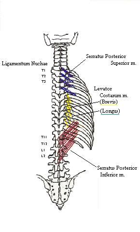 Five pairs of lumbar spinal nerves labeled l1 to l5 branch off your spinal cord and exit through small holes between the vertebrae. DeepBackMuscles1Complete