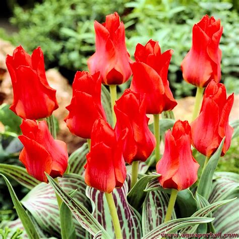 Tulipa Genre Tulipes Botaniques
