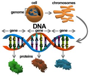 An important challenge is to understand how the environment. How Do Genes Work? - Gene and Cells