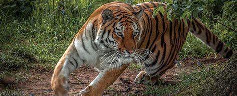 How Fast Can A Tiger Run Uncovering Their Speed Tiger Universe