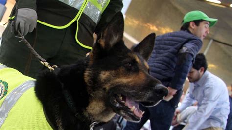 Sombra La Perra Policía Amenazada Por Narcos Recibirá Protección