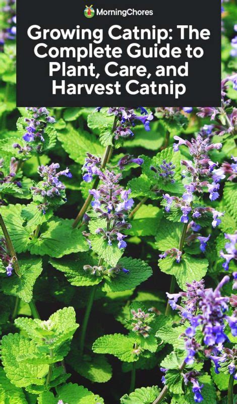 Check spelling or type a new query. Growing Catnip: The Complete Guide to Plant, Care, and ...