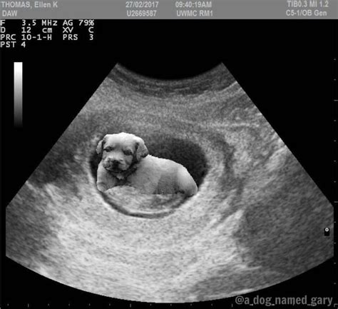 Dog Ultrasound Prenatal Care Ultrasound Pictures Ultrasound
