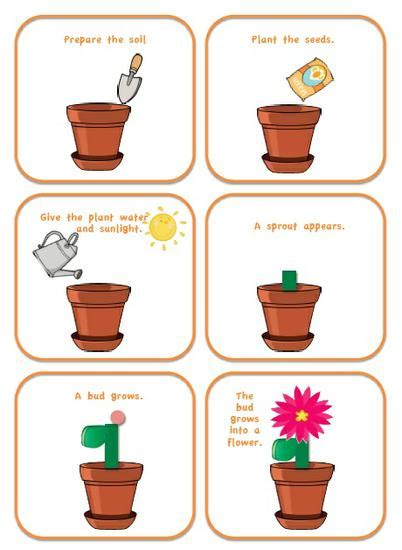 Steps To Grow A Plant