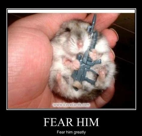 Its Monday You Could Use Some Motivation 30 Photos Funny Hamsters Cute Hamsters Cute