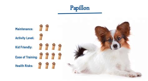 What Are Facts About Papillon Dogs