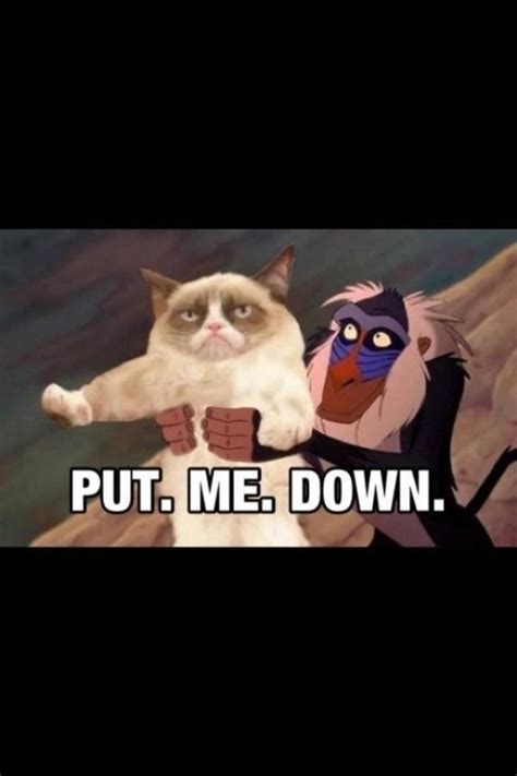 1000 Images About Grumpy Cat On Pinterest