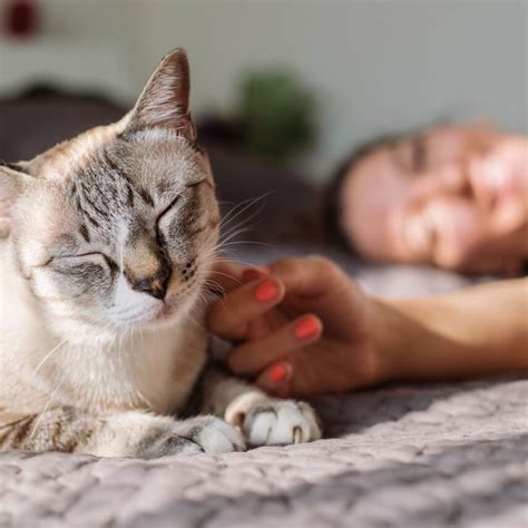 Cats Bow Wow Meow Winner Best Pet Insurance 2019
