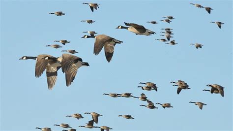 Why Do Migrating Canada Geese Sometimes Fly In The Wrong Direction