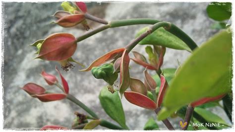Daun tenggek burung in english. *: pokok tenggek burung