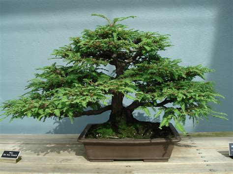 Fileredwood Bonsai Wikimedia Commons