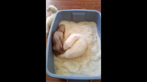 Three Ferrets Freak Out Over Their New Dig Box Of Rice Youtube