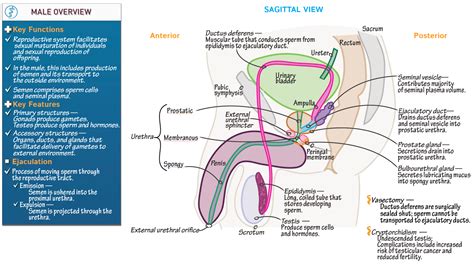 Diagram Male Reproductive Structures