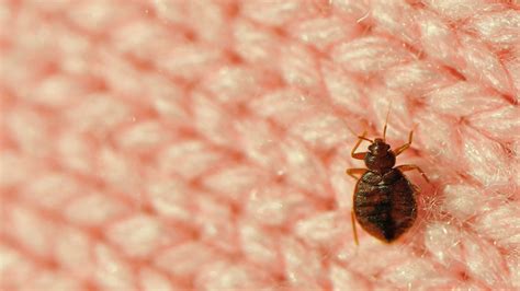 Hotel And Motel Bed Bug Complaints Bed Bug Law