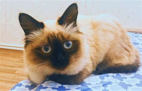 70 Best Balinese Cat Names The Paws