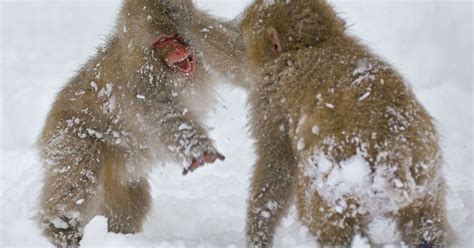 Japanese Macaques Snow Monkeys Enjoy Snowball Fight Captured By