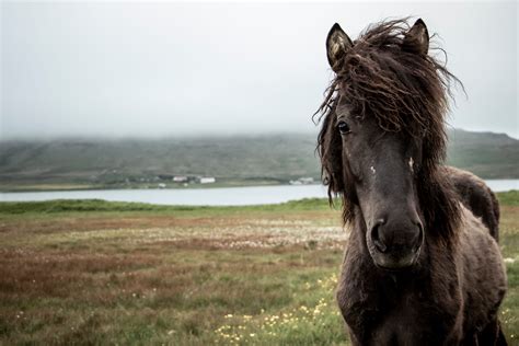 Why are Icelandic horses special? | Bustravel