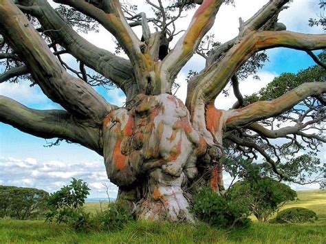 Pin By Susan Evans On Amazing Trees Pinterest Unique Trees Weird
