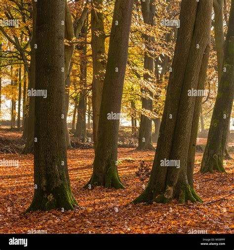 Beautiful Autumn Colours Of A Beech Tree Woodland In Hertfordshire
