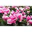 Cyclamen Pink Flowers National Flower On Israel Photo Wallpapers Hd 