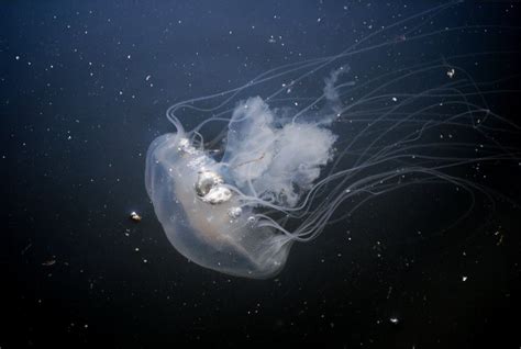 It Is Jellyfish Season In The Bay And Along Sandy Point Whats Up Media