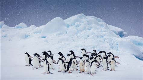 Group Of Penguins On Snow Covered Landscape Hd Birds Wallpapers Hd