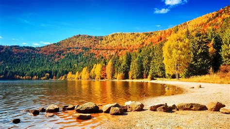 Autumn Forest Landscape And Volcanic Lake Sfânta Ana Transylvania