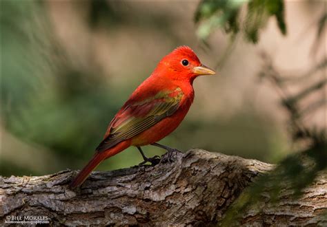 Summer Tanager Bill Morales Photography
