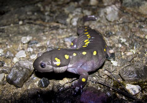 Spotted Salamander On Spring Migration A Typical Mature Sp Flickr